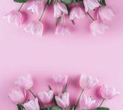 桃红色郁金香花花束在桃红色背景的 等待的春天 卡片为母亲节,复活节快乐3月8日, 2007个看板卡招呼的新年好 免版税库存图片 桃红色郁金香花花束在桃红色背景的 等待的春天 卡片为母亲节,复活节快乐3月8日, 2007个看板卡招呼的新年好 免版税库存图片